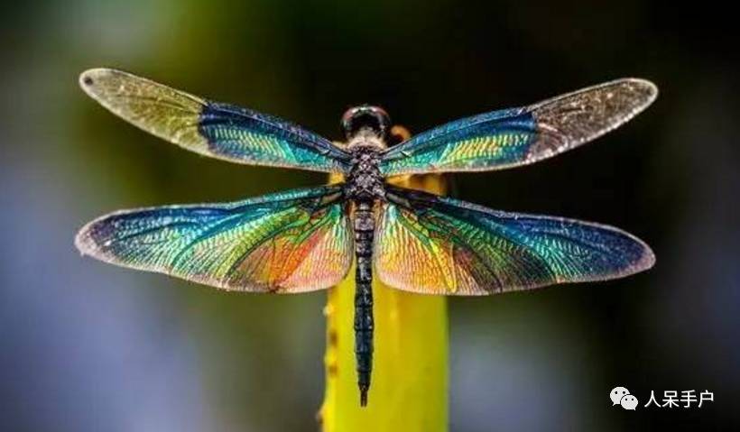 昆虫的嗅觉非常灵敏,昆虫没有嗅觉吗