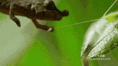 昆虫的嗅觉非常灵敏,昆虫没有嗅觉吗