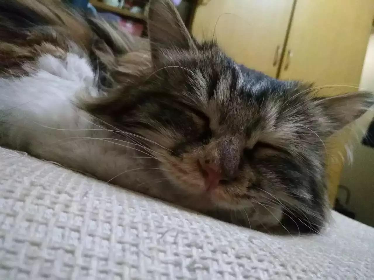 原来猫咪会托梦是真的,原来猫咪真的会哭