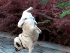 巴哥委屈吗,巴哥眼里泪汪汪的怎么回事