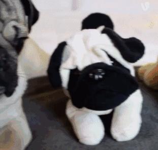 巴哥委屈吗,巴哥眼里泪汪汪的怎么回事