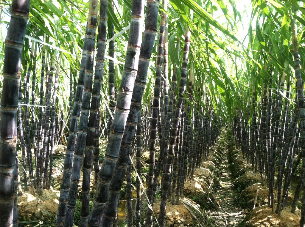 广西的一个县因富含铝土矿而闻名，连续多年跻身西部县域经济百强县