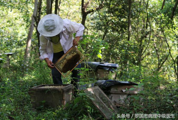 怎么选购真正的、纯正的蜂蜜90%的人不知道技巧，在这里具有多年经验的真正的深山养蜂资深专家详细告诉你