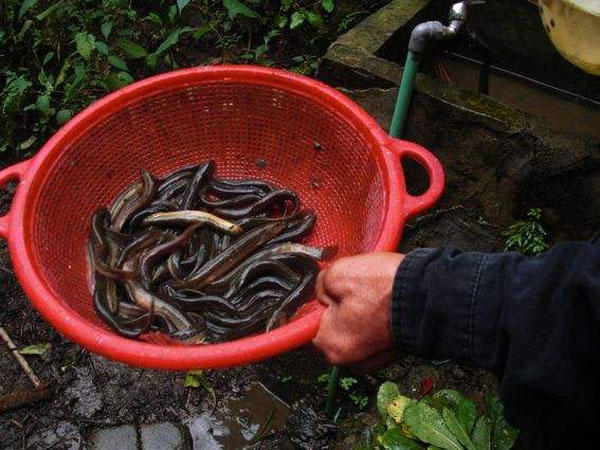 臭泥巴里面的鱼,臭泥沟里有黄鳝