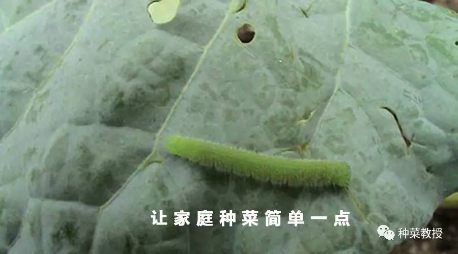 杀灭菜青虫的土方法,灭菜青虫妙招