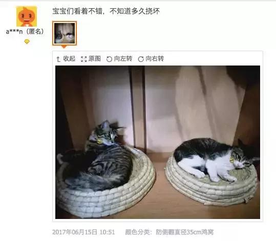 铝盆和鸡窝卖断货了,看猫咪用品创业商机