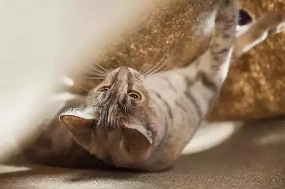 铝盆和鸡窝卖断货了,看猫咪用品创业商机