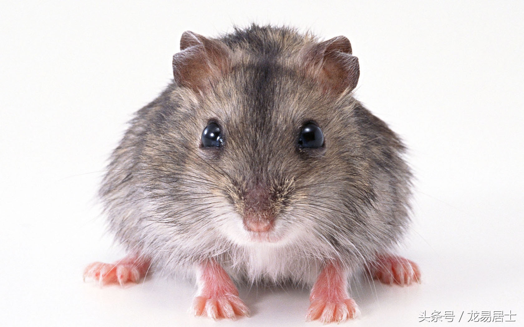 中国的十二生肖现在还有几个,中国的十二生肖都是什么