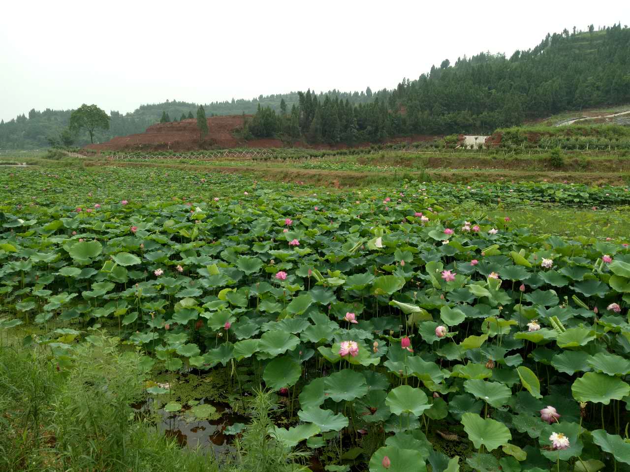 南充市世阳镇最新视频,南充世阳镇最新消息