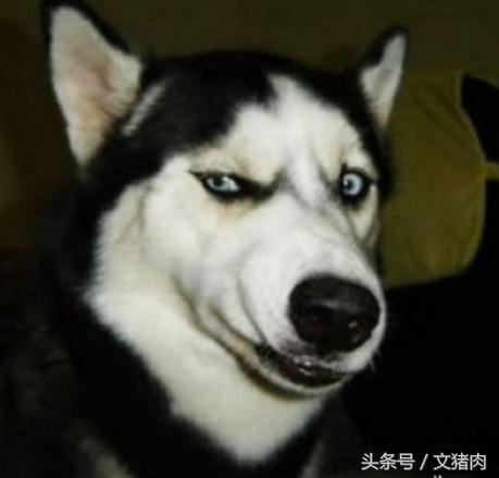 如何看自家狗狗是什么星座的,12星座对应的狗狗是哪个星座