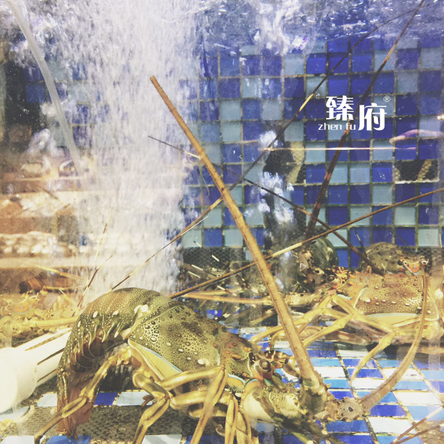 厦门的虾,厦门有哪几种虾