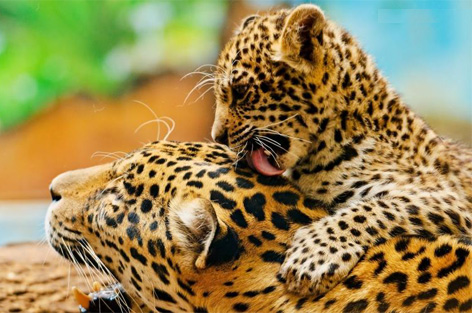 一个网吧网管在自杀前的遗书，看完还能再笑一会