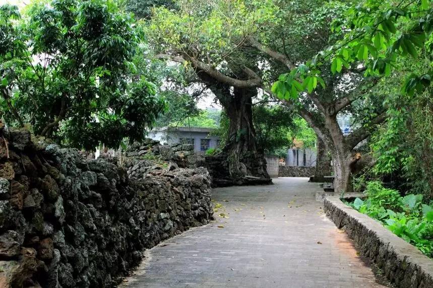 仲夏海口│探幽访古欢乐摘果听蝉鸣