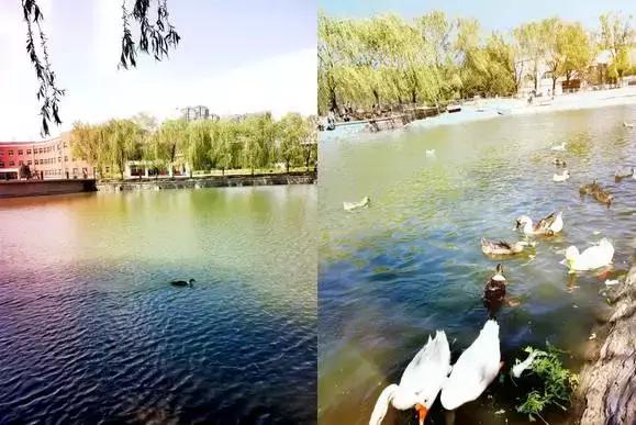 沈阳师范大学青春,再见青春沈阳