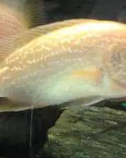 罗汉鱼得了腹水怎么治疗,罗汉鱼腹水的症状怎么治