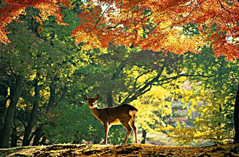 奈良住宿哪里便宜,奈良一日游住宿