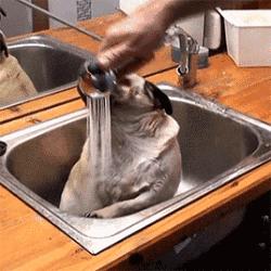 魔性的八哥,有超能力的巴哥