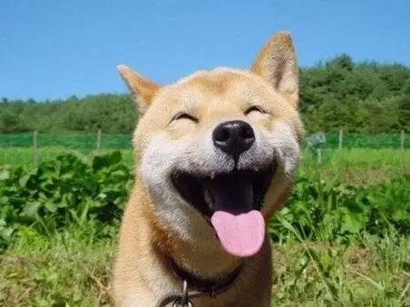 饭否精选图片大全,饭否精选集锦视频