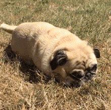 魔性的八哥,有超能力的巴哥