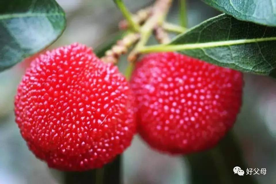 吃杨梅把籽也吞了,为什么吃杨梅嘴里会破皮