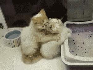 饭否精选图片大全,饭否精选集锦视频