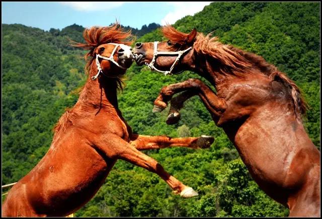 宝鸡去大水川的车次,宝鸡有直达大水川的班车吗