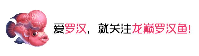 鱼缸用虹吸吸便的效果怎么样,底滤鱼缸吸便能力差