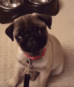 魔性的八哥,有超能力的巴哥