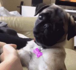 魔性的八哥,有超能力的巴哥