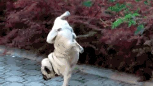 魔性的八哥,有超能力的巴哥