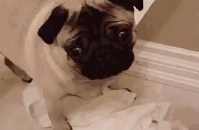 魔性的八哥,有超能力的巴哥