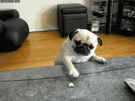 魔性的八哥,有超能力的巴哥