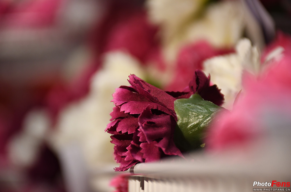 尼康d7500实拍测评,尼康d7500配50-1.8镜头拍什么最好