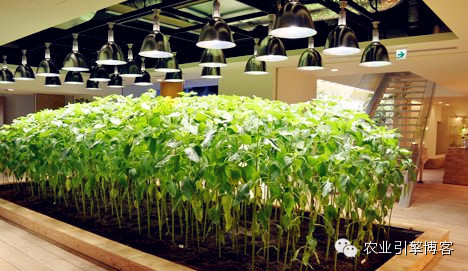 浜笢鐢熼矞鏃犲湡鏍藉煿,鏃犲湡鏍藉煿钄彍浜笢鐢熼矞