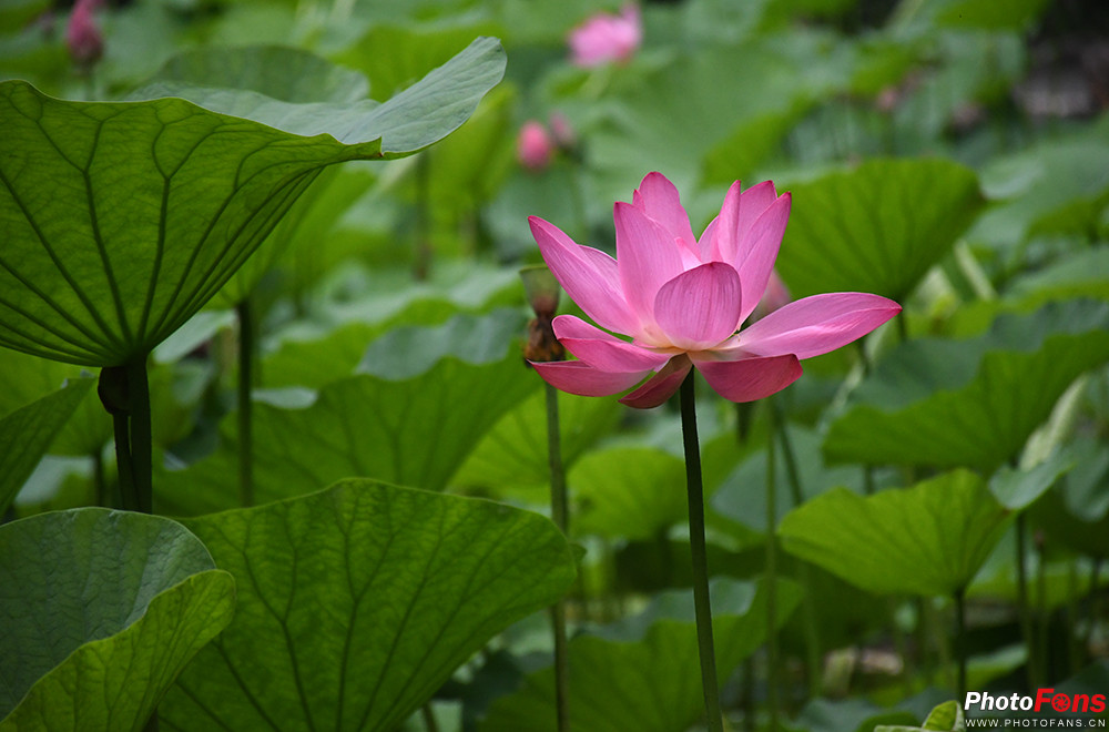 尼康d7500实拍测评,尼康d7500配50-1.8镜头拍什么最好