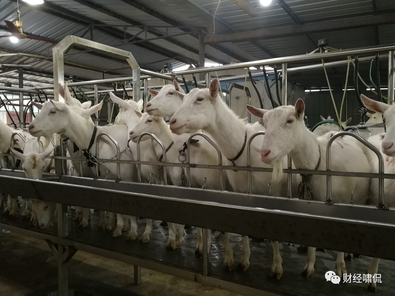 羊奶粉销售年入百万,羊奶销售好做吗