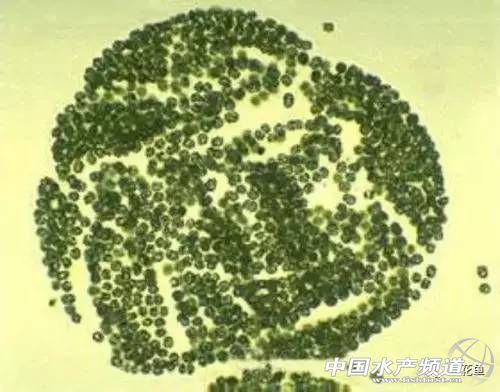 藻类中的各种带颜色的藻,不同藻类水色