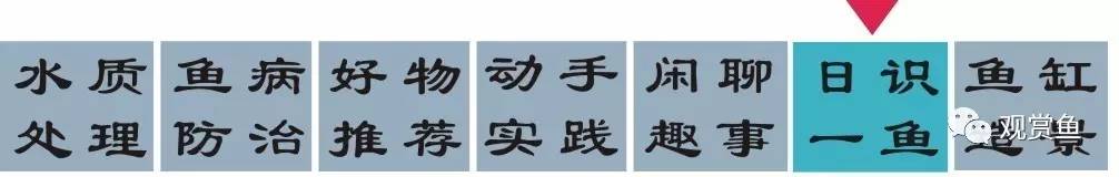 巨型电鳗鱼,电鳗鱼的视频