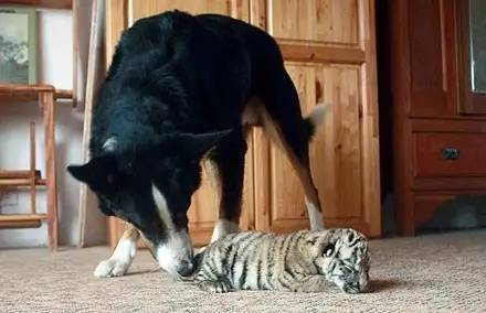 这只边牧让泰迪吓得不敢过来了,边牧犬有多酷