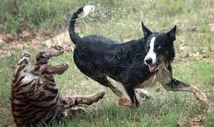 这只边牧让泰迪吓得不敢过来了,边牧犬有多酷