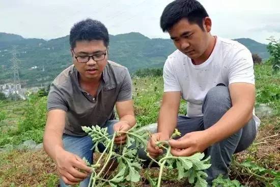 石柱“拇指姑娘”“金姑娘”开采啦!