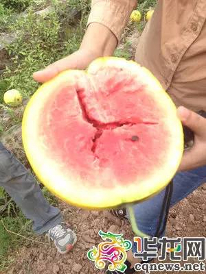 石柱“拇指姑娘”“金姑娘”开采啦!