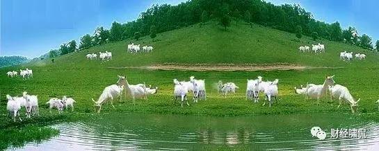 羊奶粉销售年入百万,羊奶销售好做吗