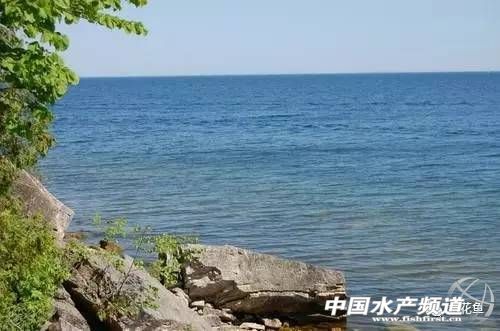 藻类中的各种带颜色的藻,不同藻类水色