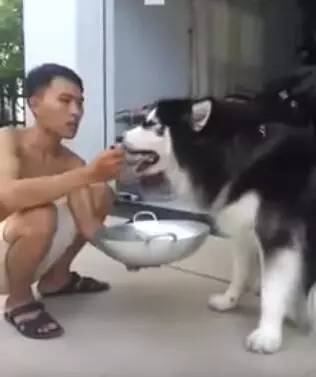 狗狗生病不爱吃饭,狗主人拿来食物,这个喂法也是没谁了