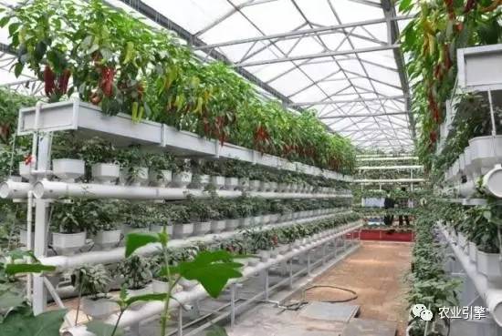 浜笢鐢熼矞鏃犲湡鏍藉煿,鏃犲湡鏍藉煿钄彍浜笢鐢熼矞