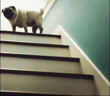 魔性的八哥,有超能力的巴哥