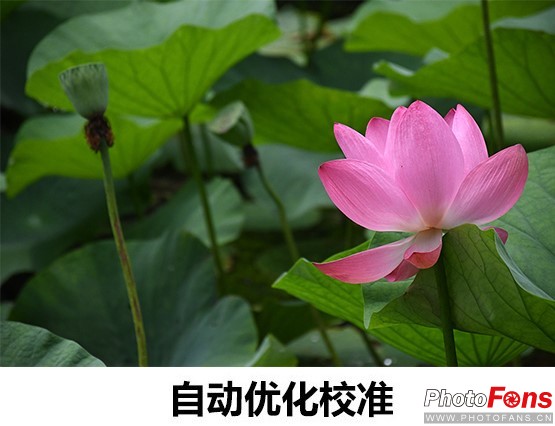 尼康d7500实拍测评,尼康d7500配50-1.8镜头拍什么最好