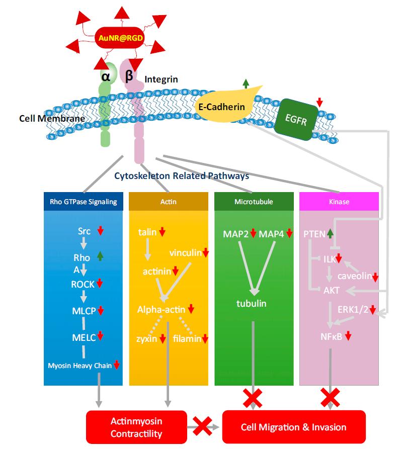 PNAS阻止癌症转移新*器武**:纳米材料+激光打断癌细胞的“腿”