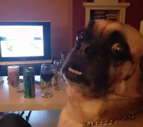 魔性的八哥,有超能力的巴哥